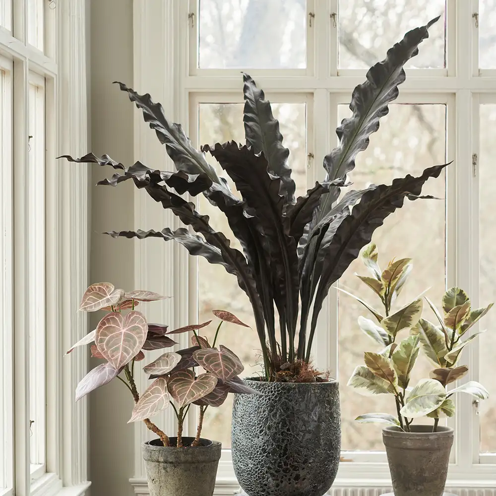 Aspleniumträd 90 cm 