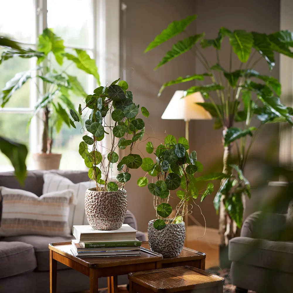 Alocasia Träd 150 cm