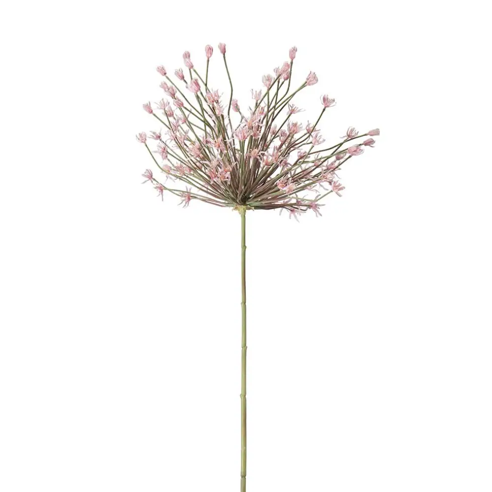 Allium Rosa 125 cm
