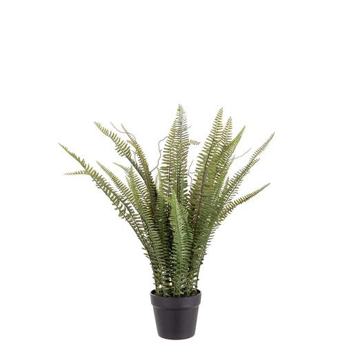 Ormbunke kruka 75 cm