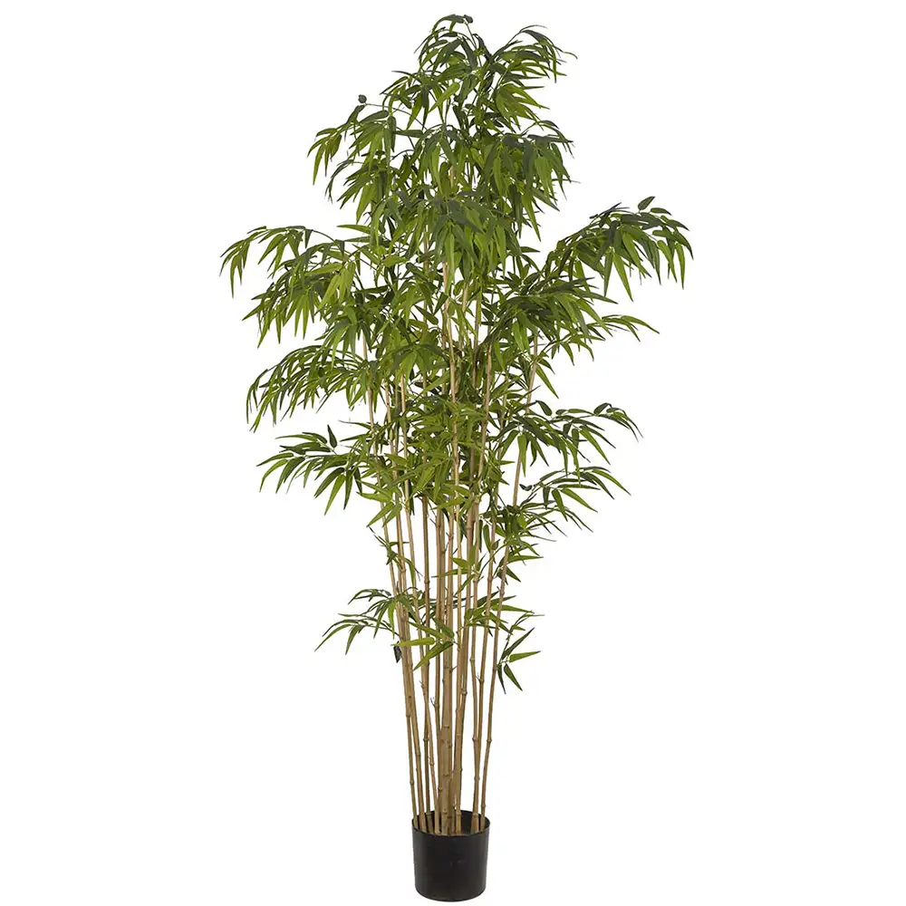 Bambu 210 cm 