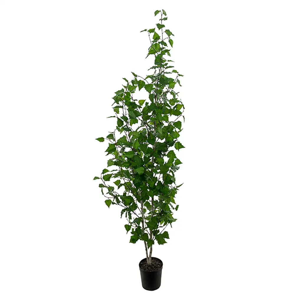 Produktfoto för Mr Plant, Björkträd 180 cm