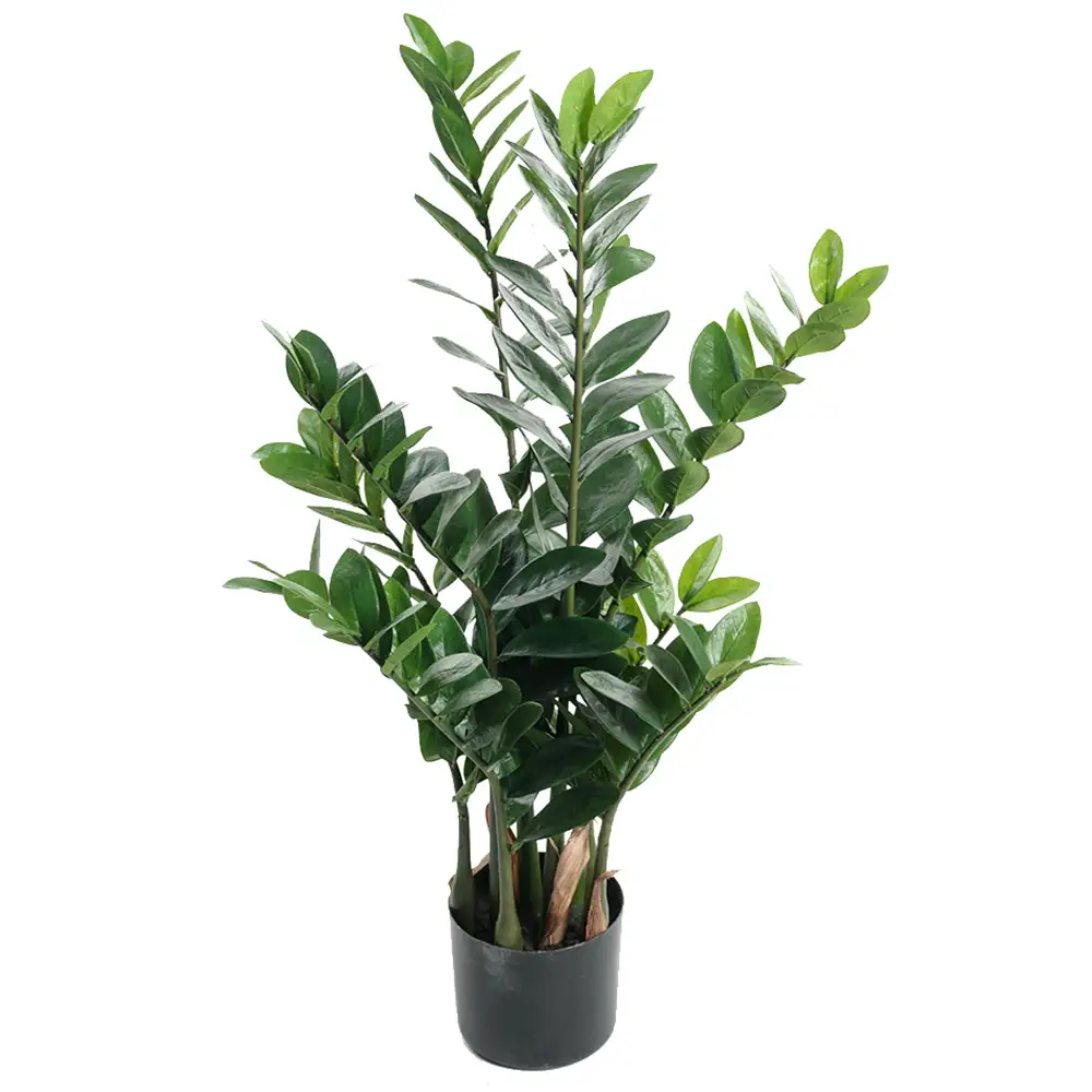 Zamifolia Krukväxt 90 cm 