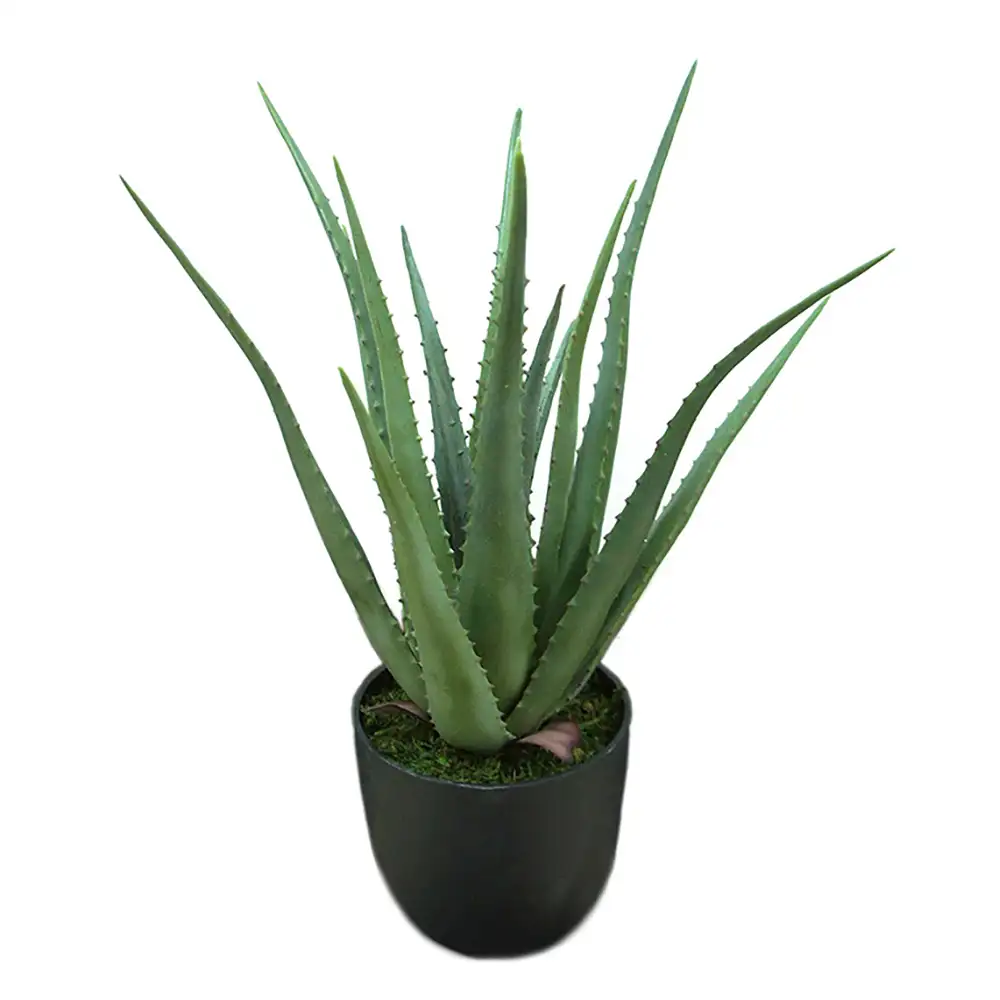 Mr Plant Aloe Krukväxt 55 cm