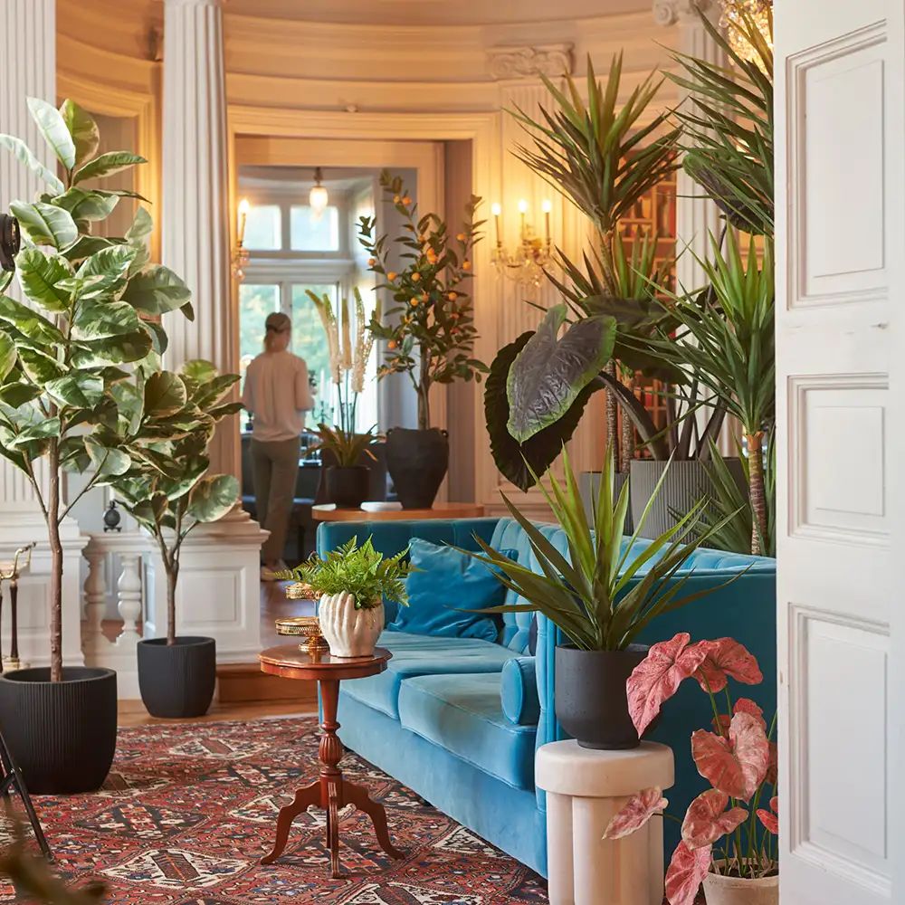 Yucca Rostrataträd 180 cm 