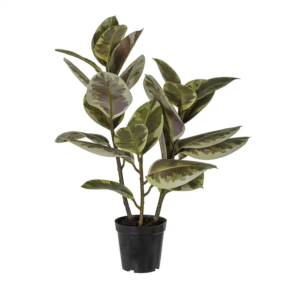 Mr Plant Fikus Elastica 70 cm Grön