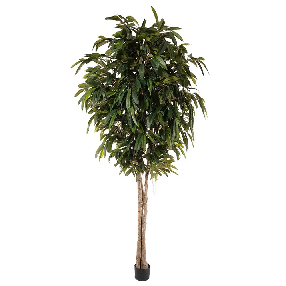 Produktfoto för Mr Plant, Longifoliaträd 320 cm