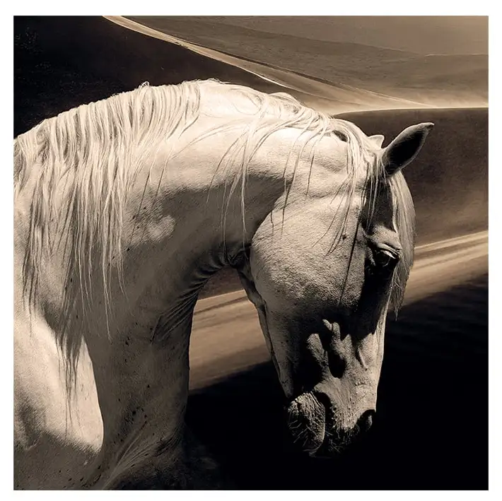Artwood Väggdekor Arabian Horse 120×120 cm