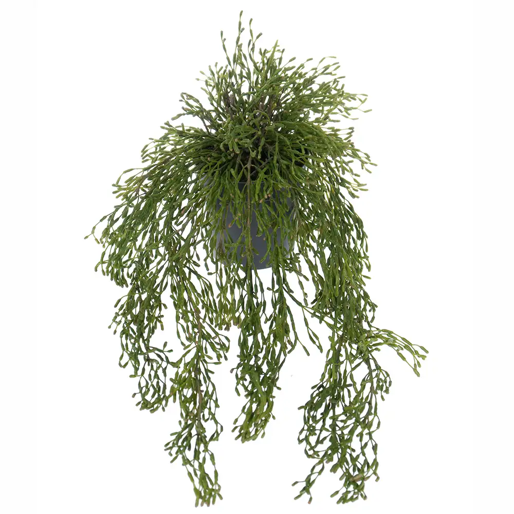 Mr Plant Rhipsalis Hängväxt