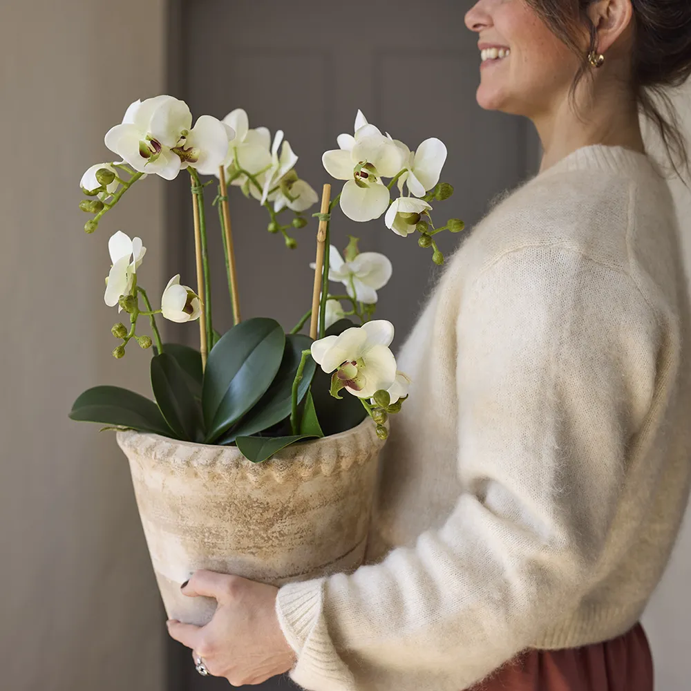 Phalaenopsis Orkidée 90 cm Vit 