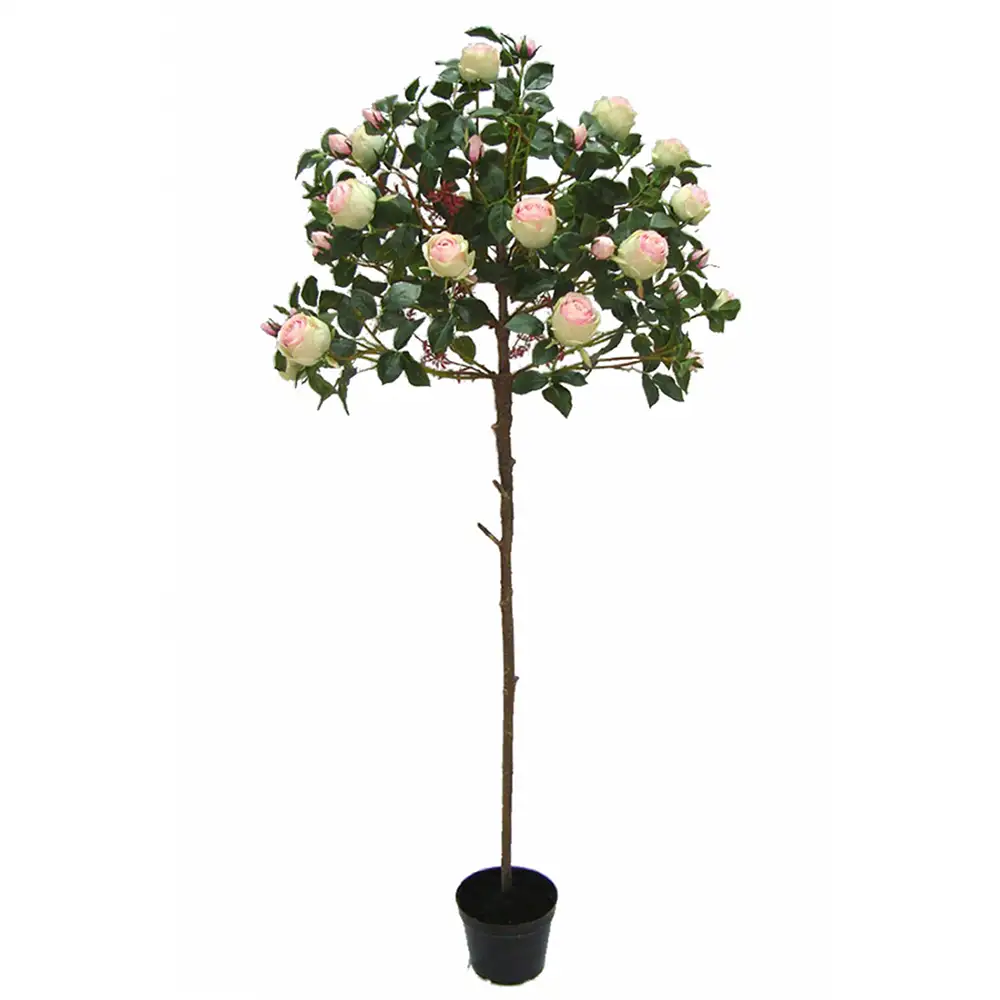 Produktfoto för Mr Plant, Rosträd 170 cm