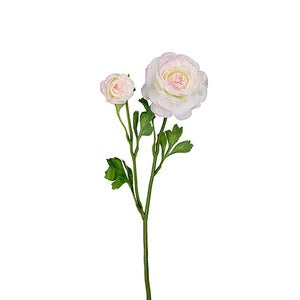 Ranuncel Snittblomma 45 cm Flerfärgad