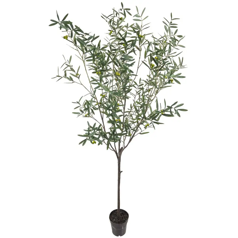 Mr Plant Olivträd 230 cm Grön