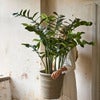 Zamifolia i kruka 130 cm