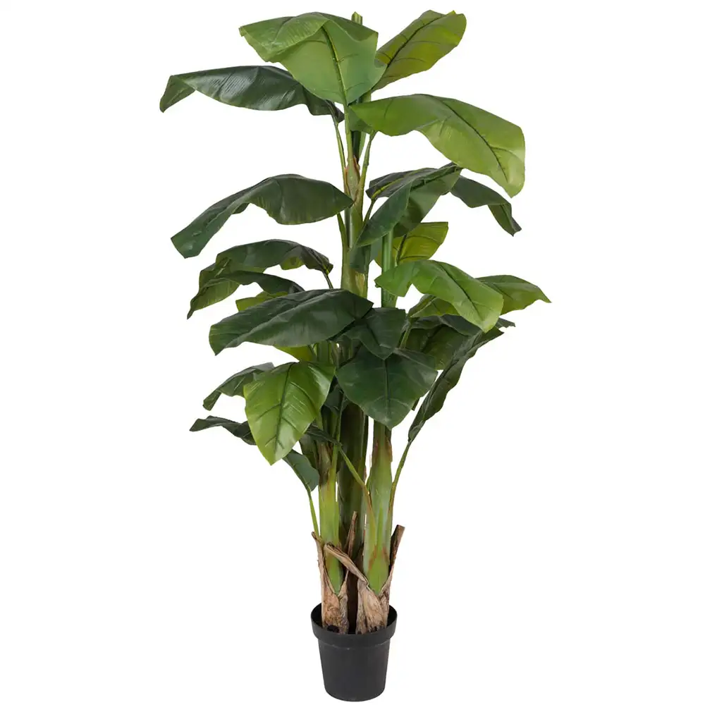 Mr Plant Bananträd 240 cm