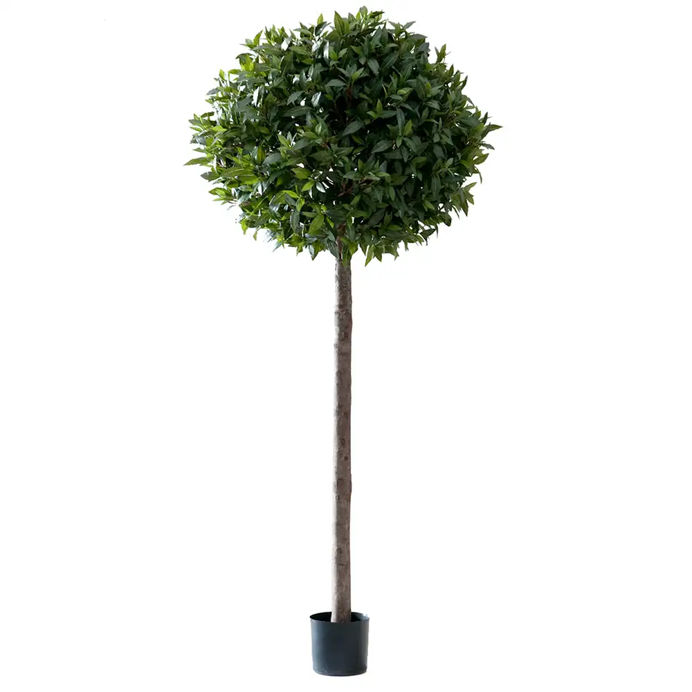 Mr Plant Lagerträd 220 cm