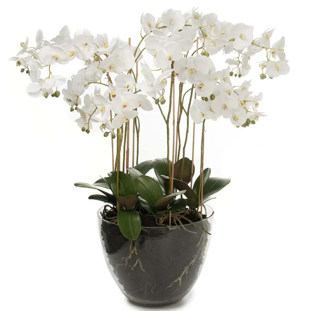 Produktfoto för Mr Plant, Phalaenopsis Orkidée 90 cm Vit