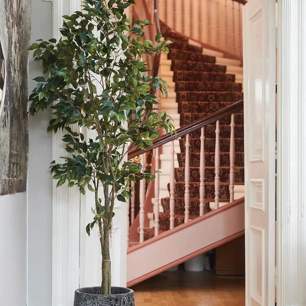 Fikus Benjaminträd 300 cm 