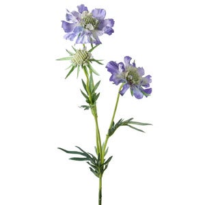 Scabiosa Snittblomma 70 cm Blå