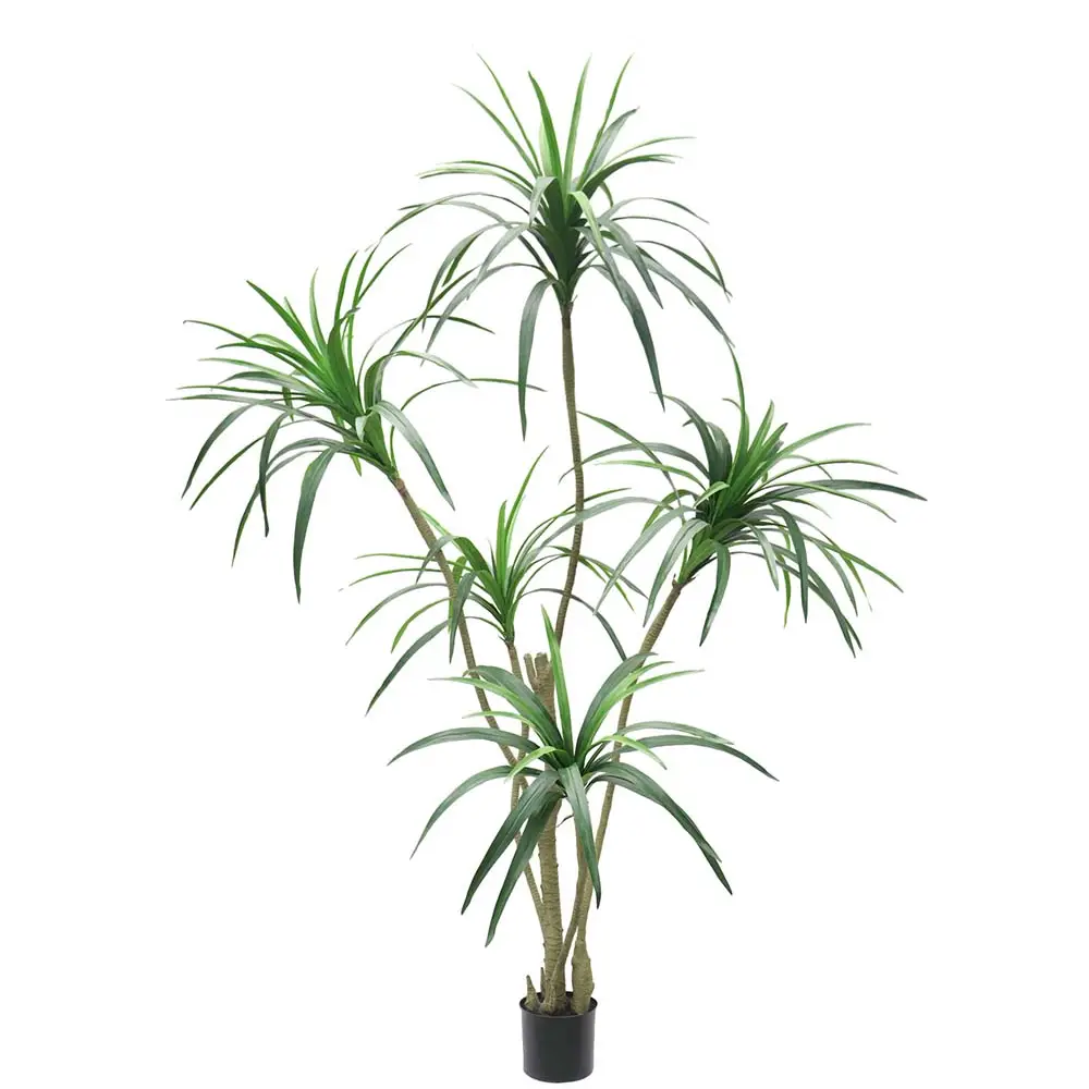 Dracena Palm 180 cm