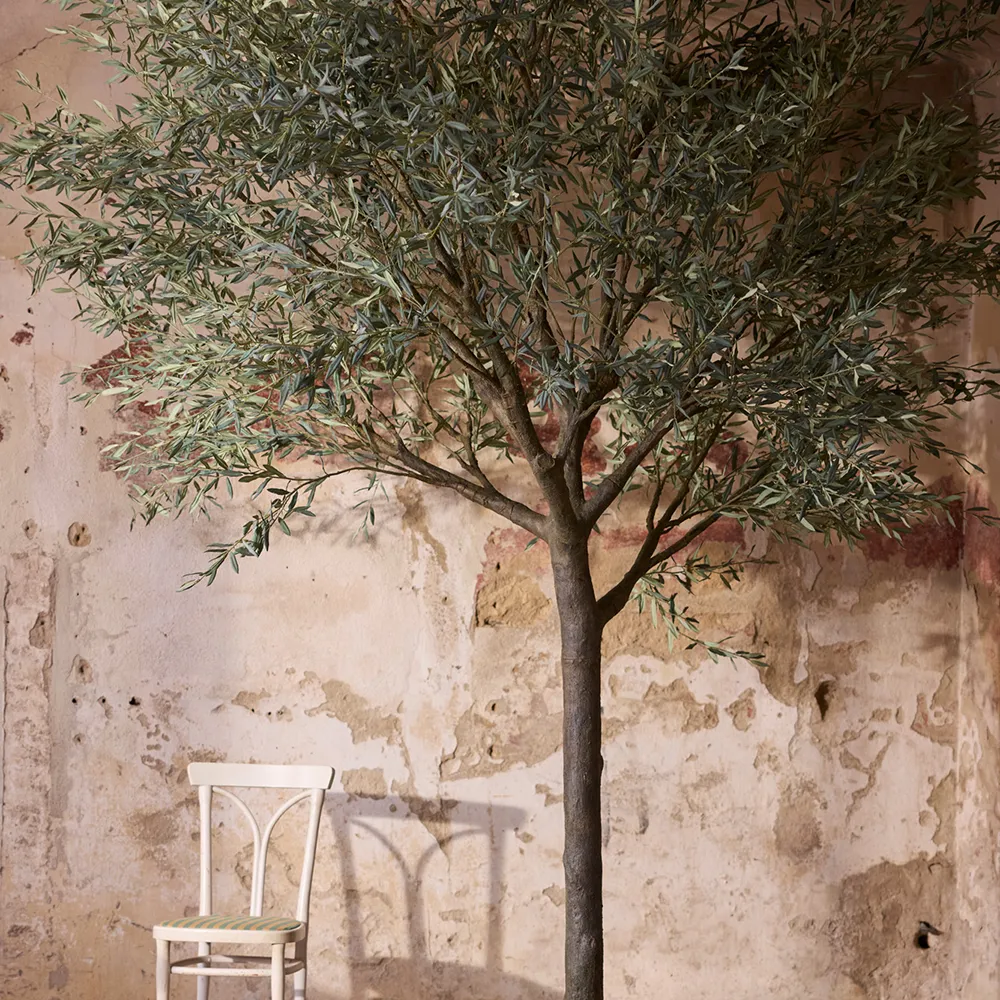 Olivträd 240 cm Grön 