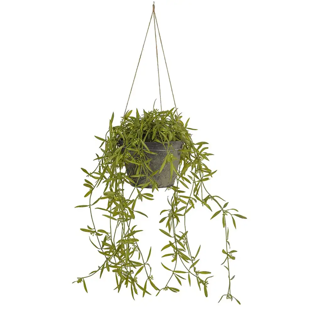 Hoya Hängväxt 25 cm 