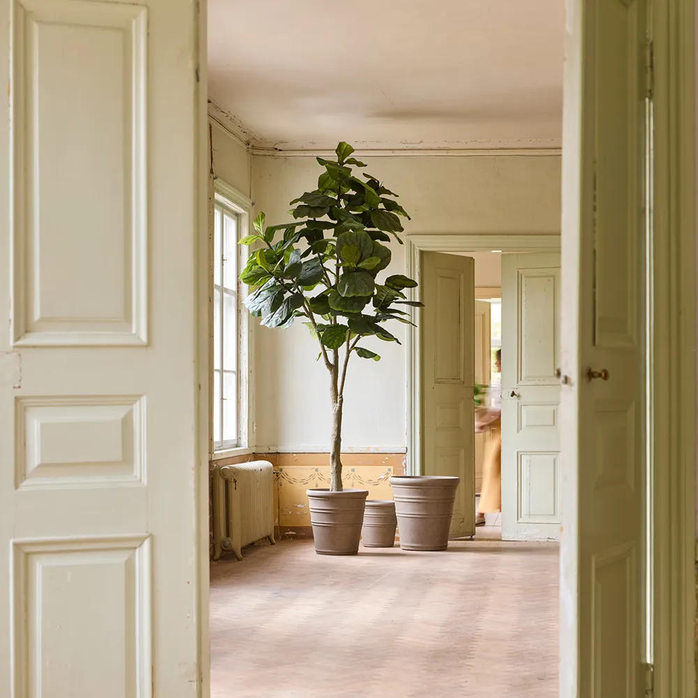 Fiolfikus kruka 240 cm