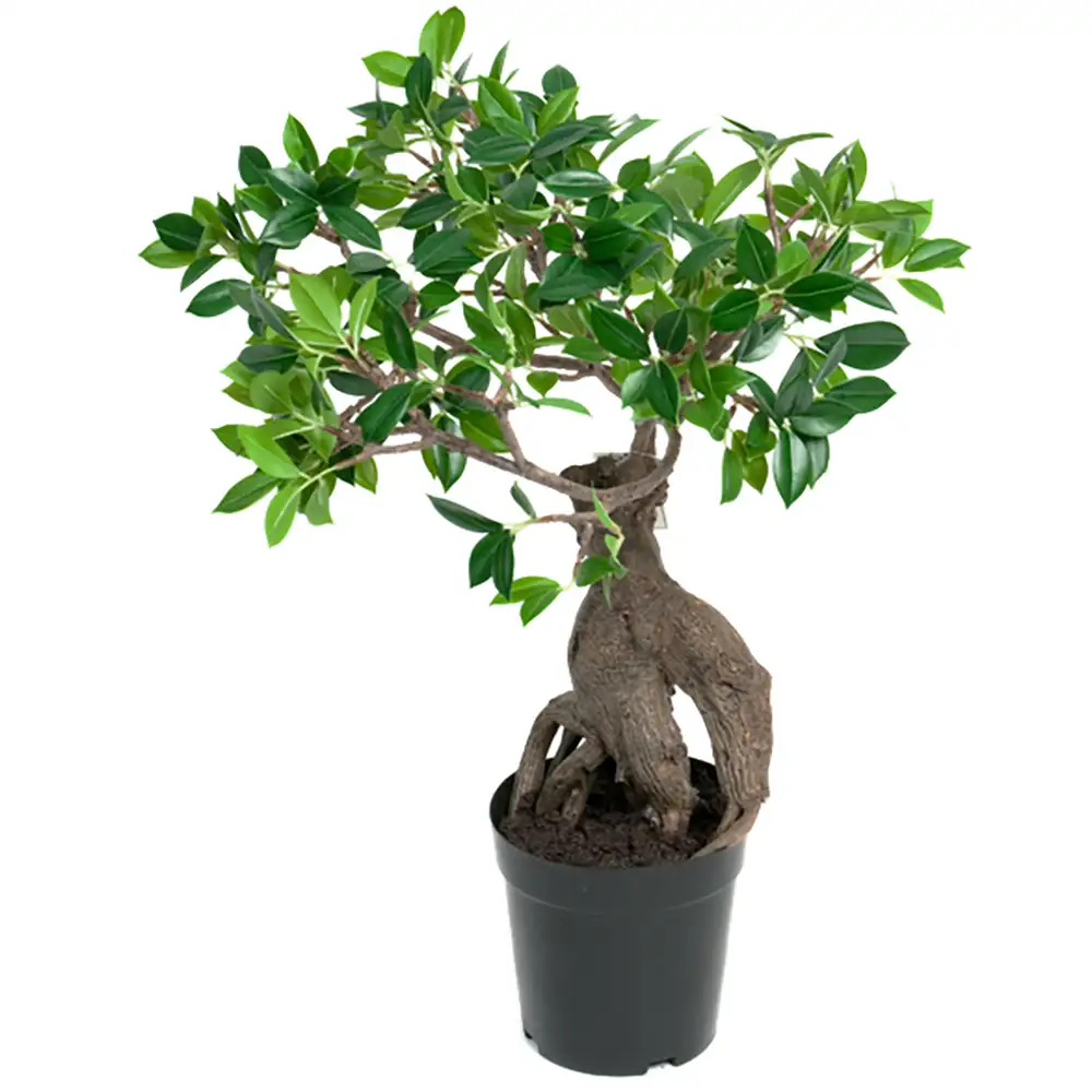 Mr Plant Fikus Ginseng Krukväxt 50 cm