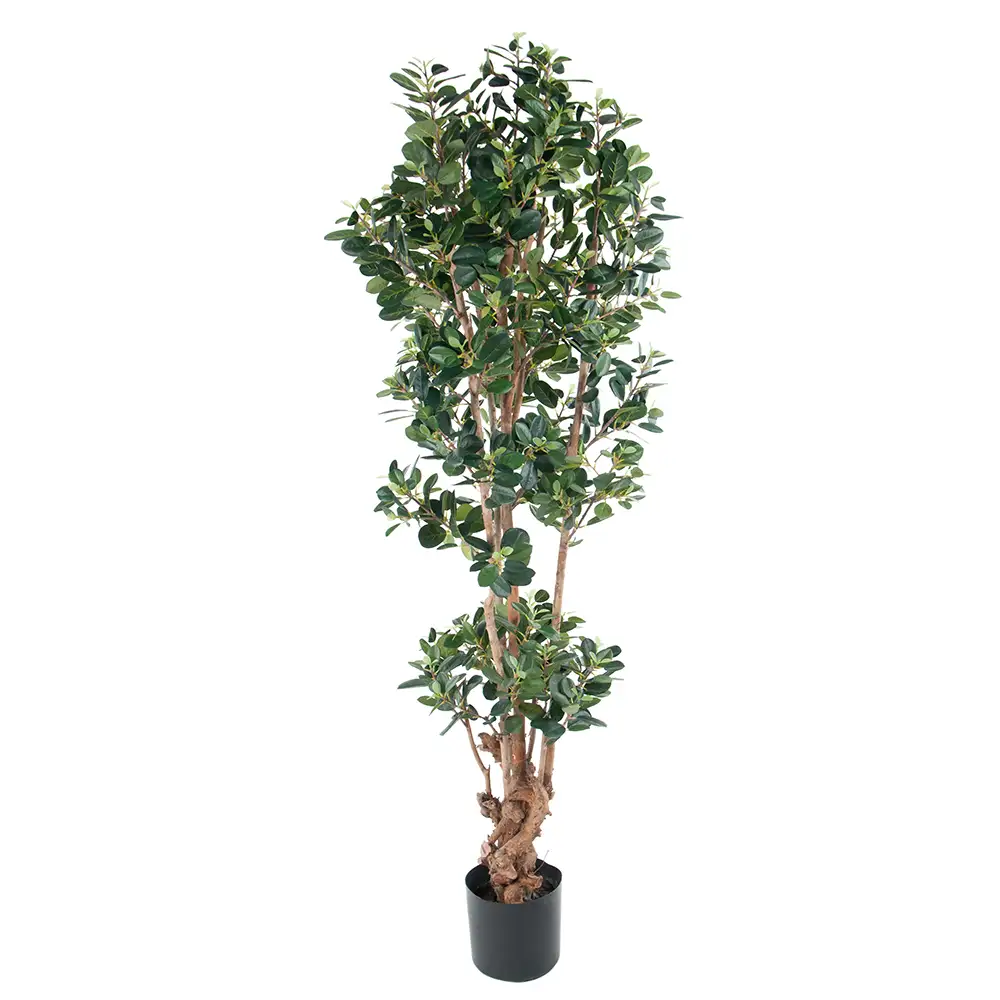 Mr Plant Fikus Panda 150 cm