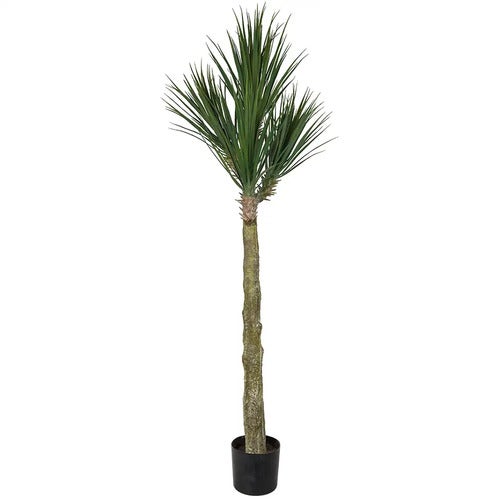 Yucca Rostrataträd 180 cm 
