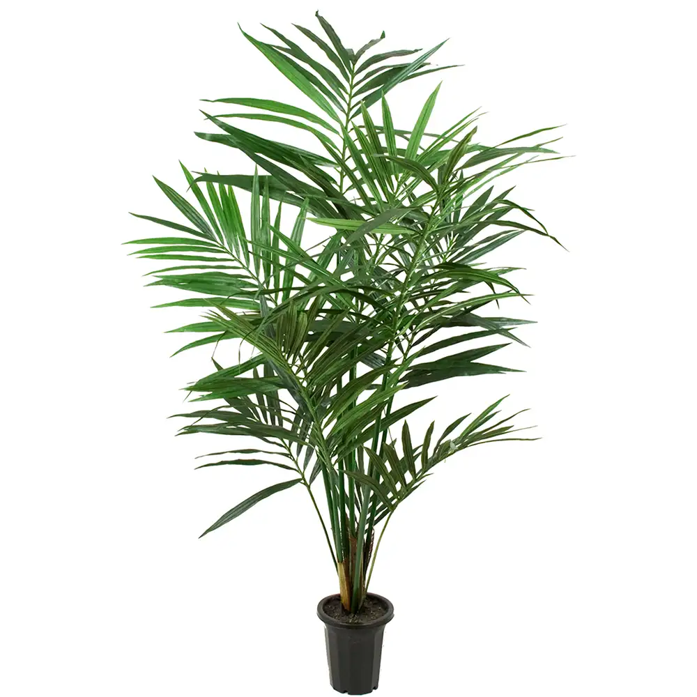 Kentia Palm 120 cm