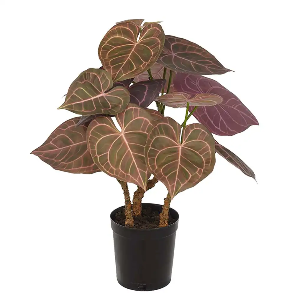 Anthurium Krukväxt 60 cm