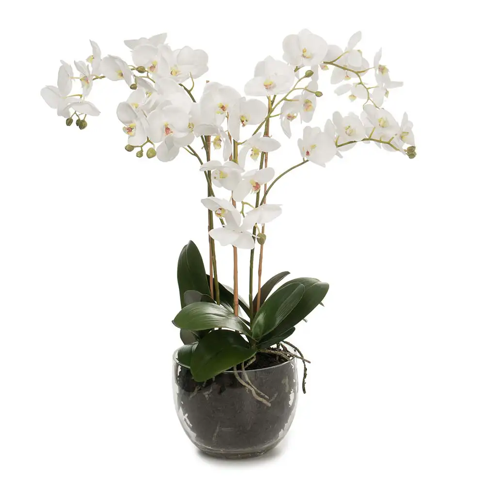 Image of Mr Plant, Phalaenopsis Orkidée 70 cm Vit