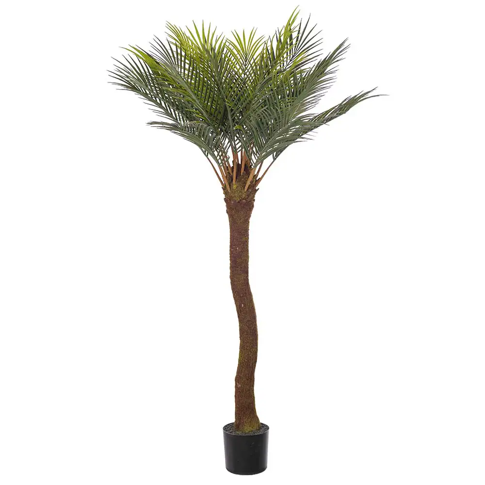 Image of Mr Plant, Cycas Palm 120 cm