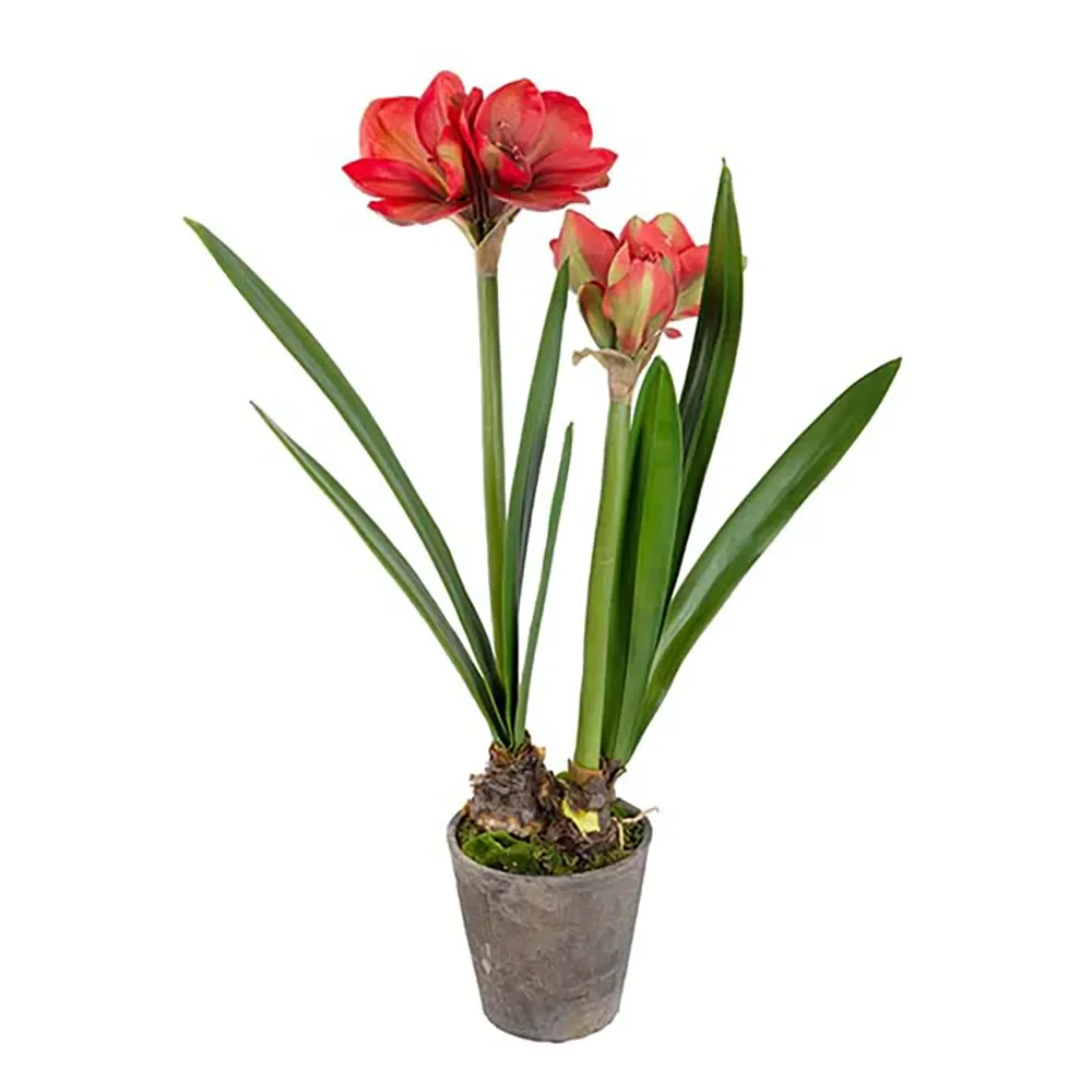 Amaryllis 90 cm Röd