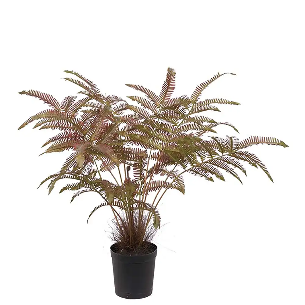 Mr Plant Ormbunke 70 cm