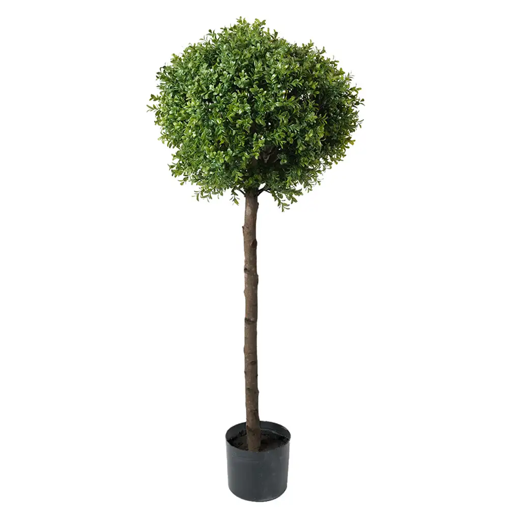 Mr Plant Buxbom 115 cm