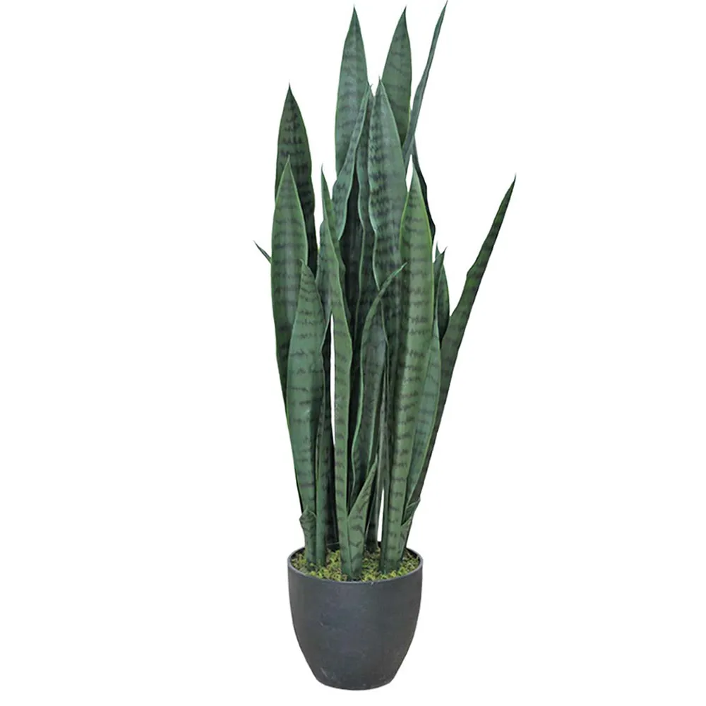 Mr Plant Sansiveria 85 cm