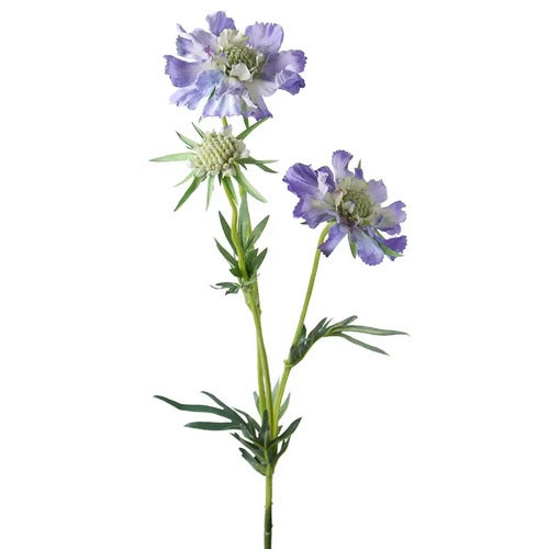 Scabiosa Snittblomma 70 cm Blå