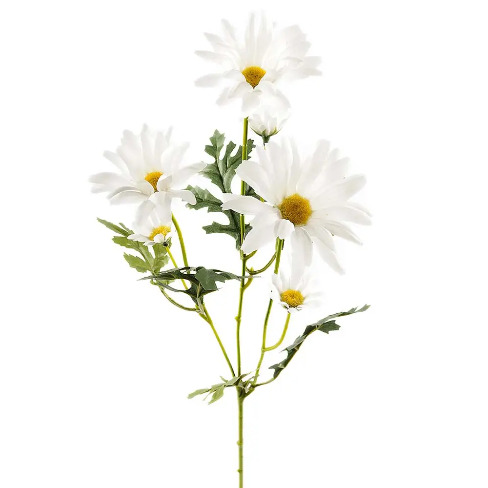 Prästkrage Snittblomma 50 cm Vit