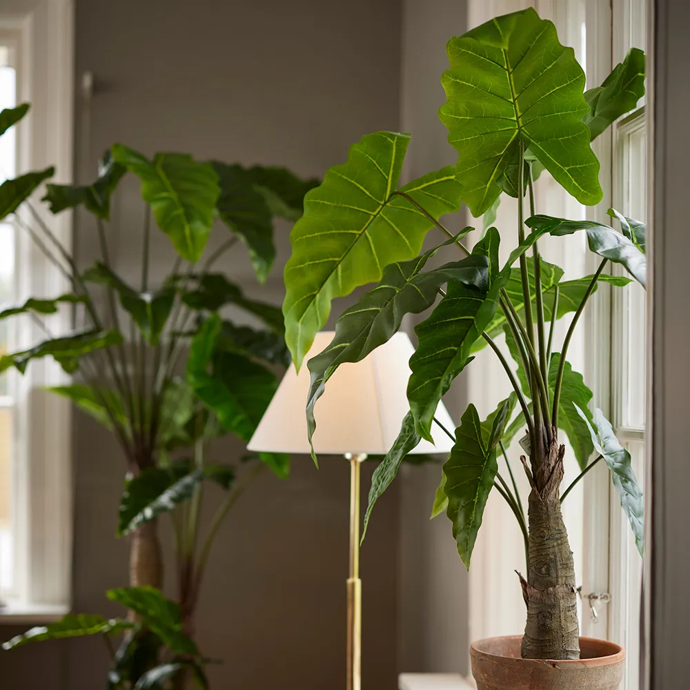 Alocasia Träd 150 cm