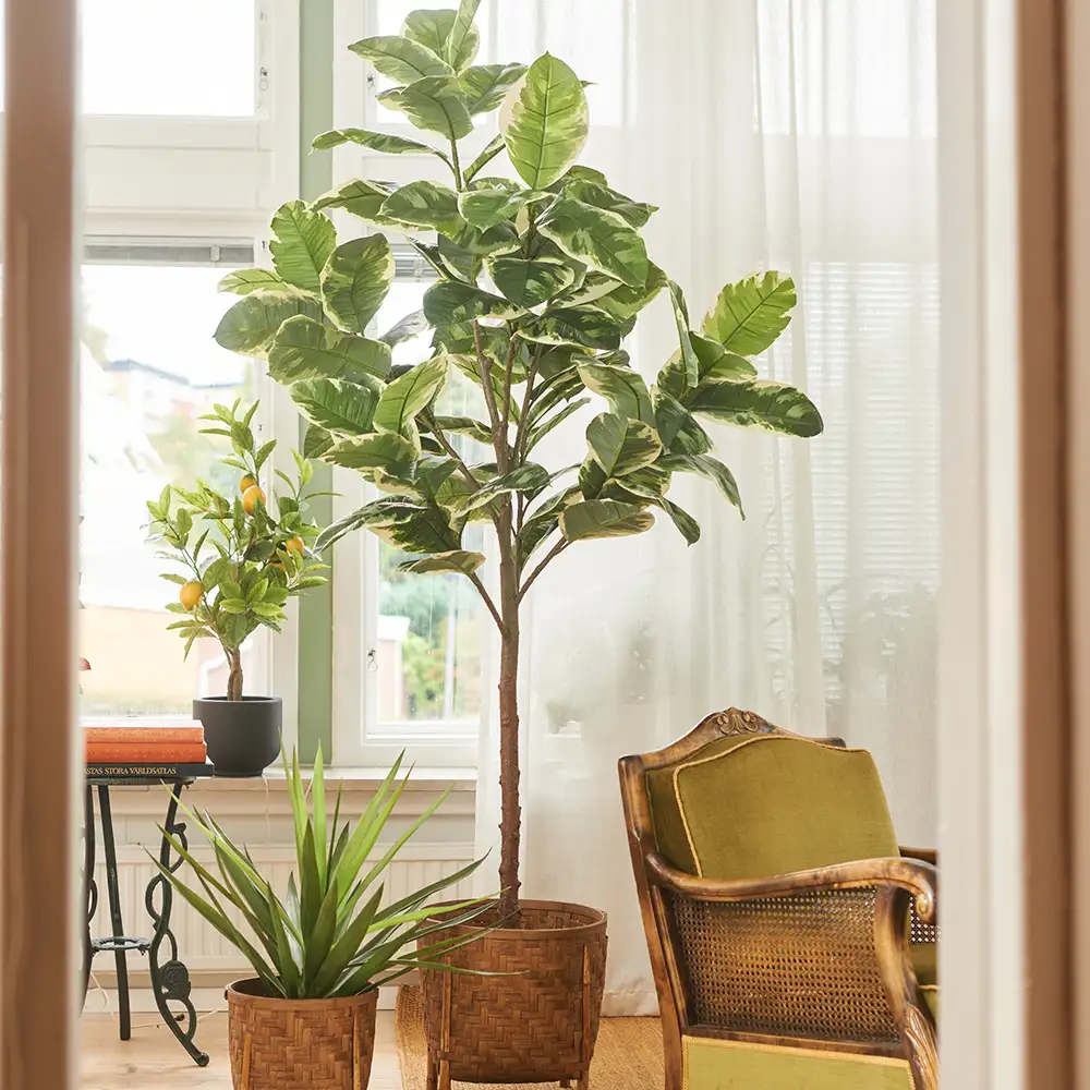 Fikus Elastica 240 cm 