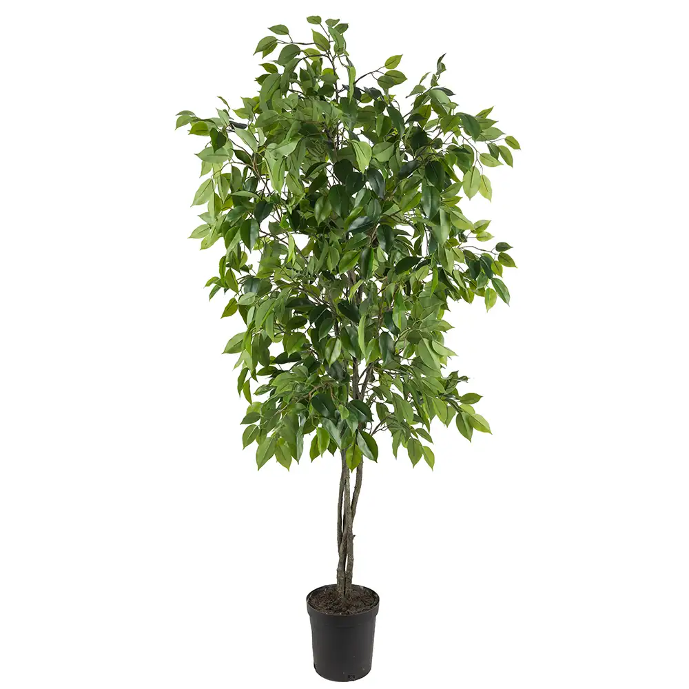 Produktfoto för Mr Plant, Fikusträd Benjamin 165 cm