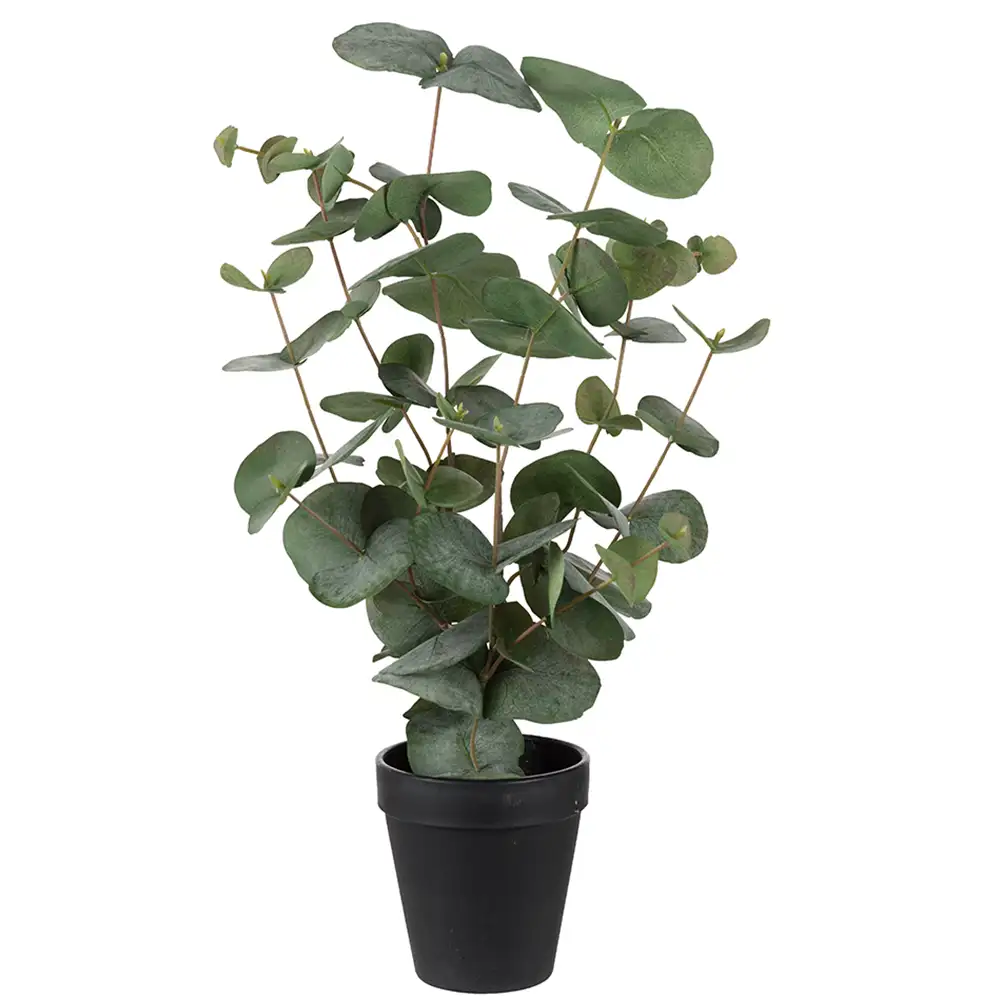 Eucalyptus krukväxt 55 cm