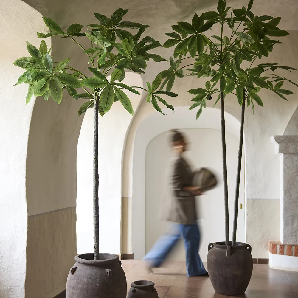 Pachiraträd i kruka 240 cm