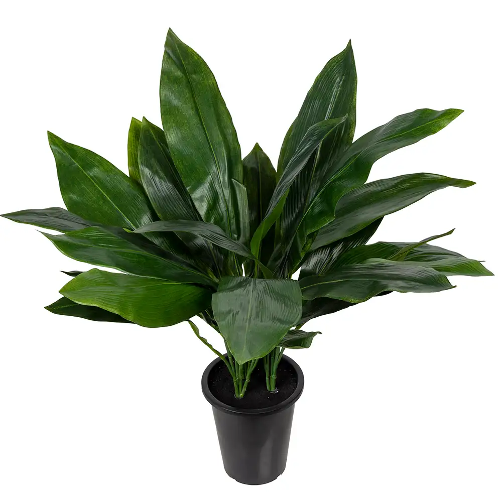 Aspidistra Krukväxt 75 cm 