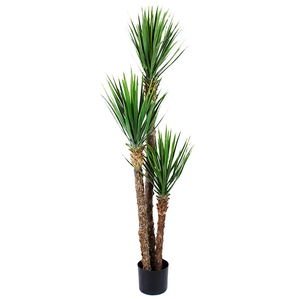 Produktfoto för Mr Plant, Yucca Rostrataträd 150 cm