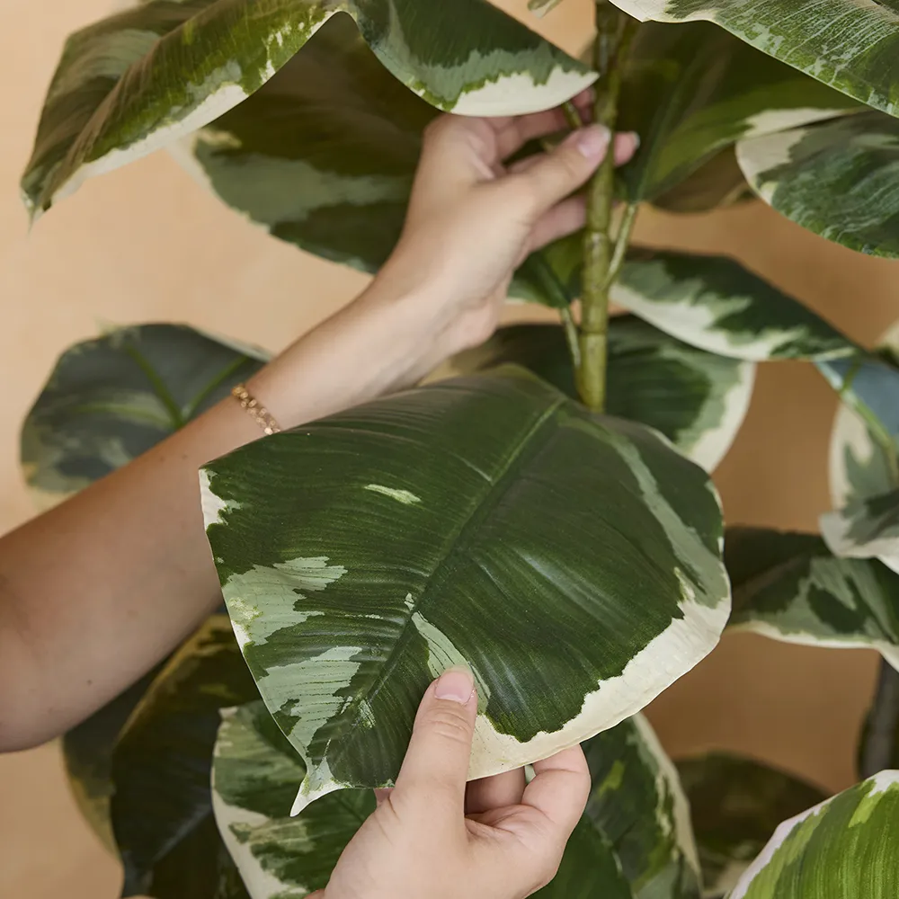 Fikus Elastica 240 cm 