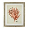 Print Antique Red Corals set of 6