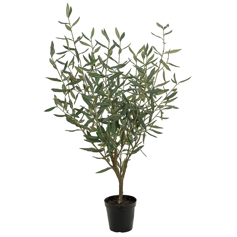 Mr Plant Olivträd 100 cm Grön